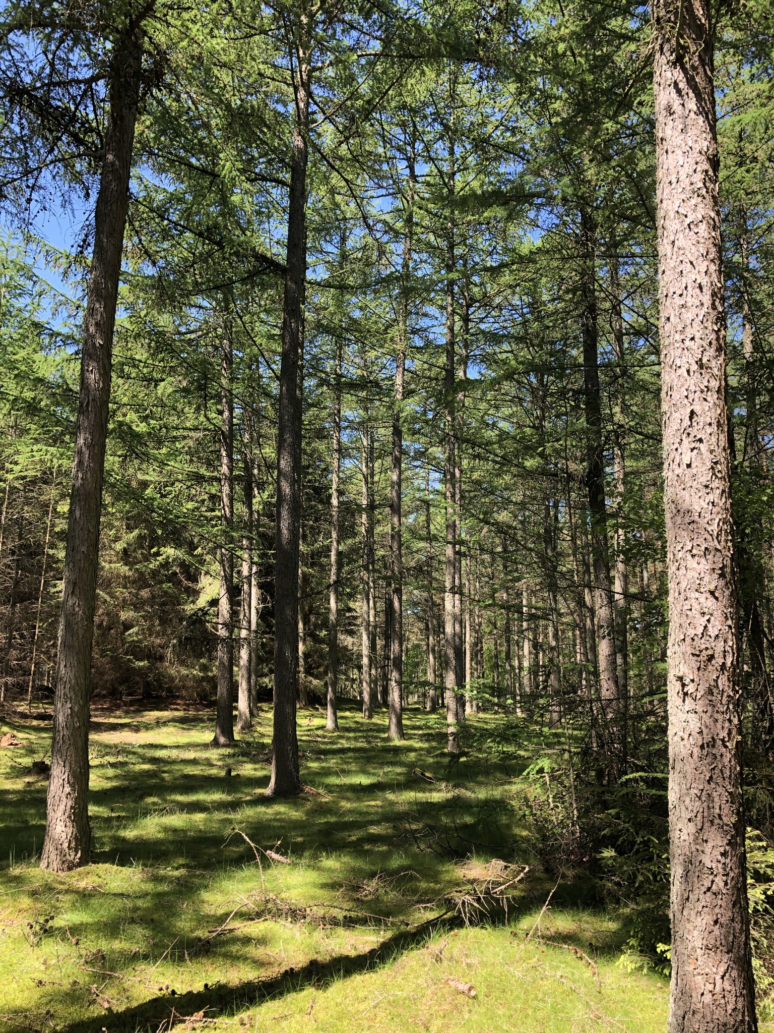 Hvad er skov egentlig?